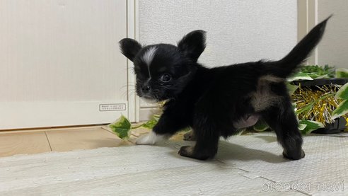 成約済の兵庫県のチワワ(ロングコート)-283690の2枚目